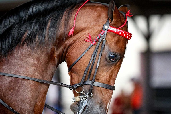 Sideviewhorsewithredbridle
